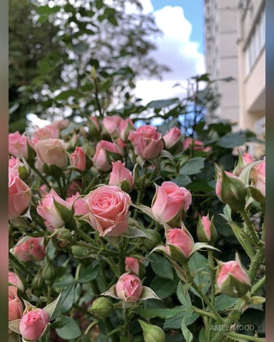 AmeliMood Foto