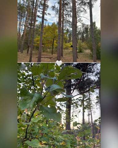 AmeliMood Foto