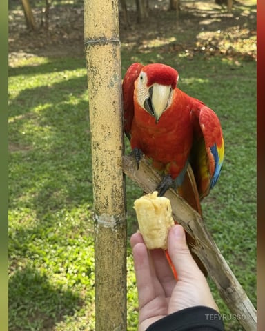 TefyRusso foto