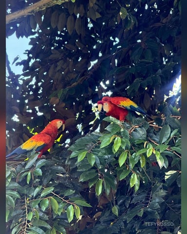 TefyRusso foto