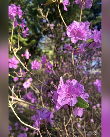 MelissaGreens photo