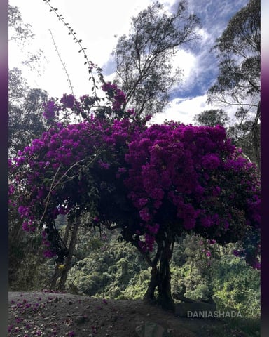 DaniaShada foto
