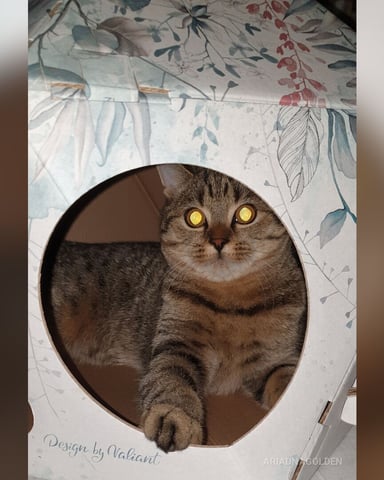 AriadnaGolden Foto