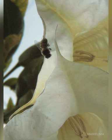 MarieLima photo