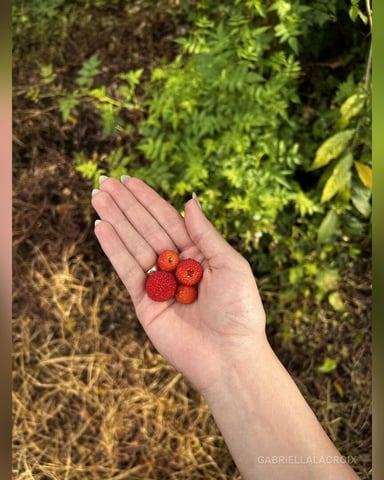 GabriellaLacroix foto