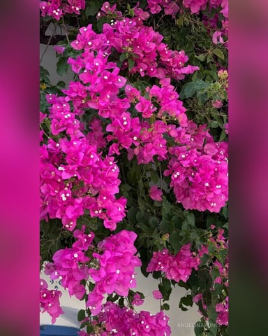 AngelinaKunis Foto