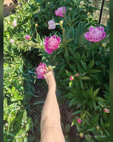 NoraJacobs photo