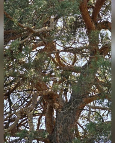 JuliaCher photo 18