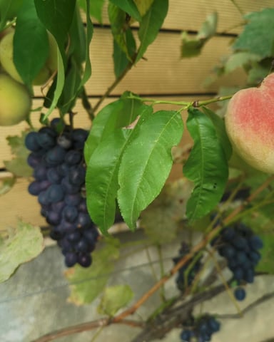 StellaGemella foto