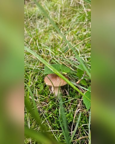 StellaGemella foto