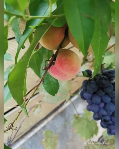 StellaGemella foto