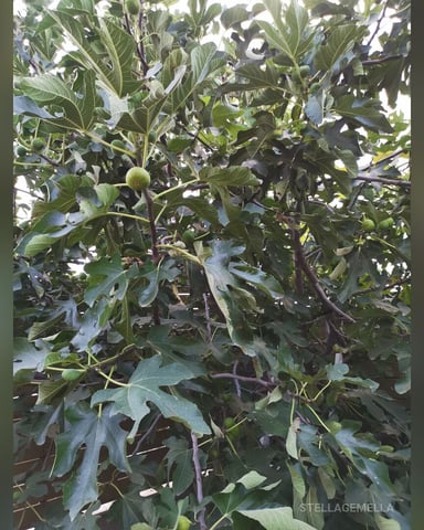 StellaGemella foto