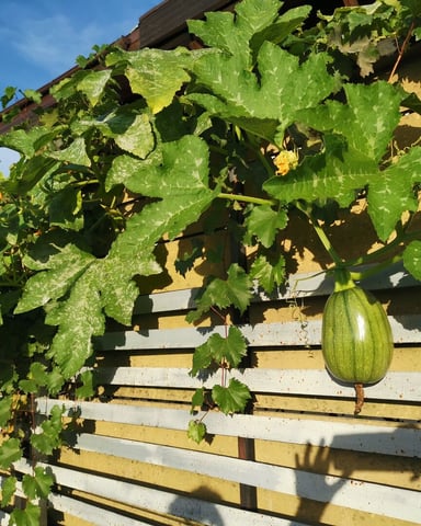 StellaGemella foto