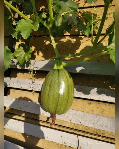 StellaGemella foto