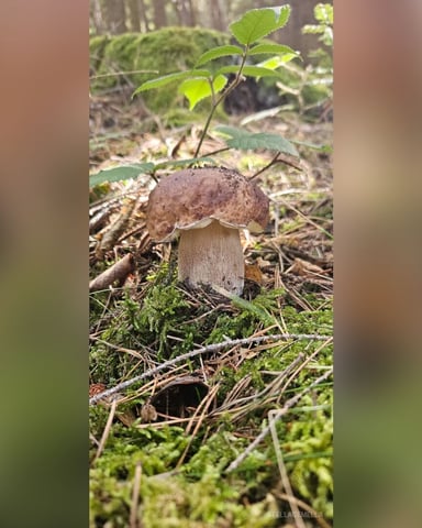 StellaGemella foto