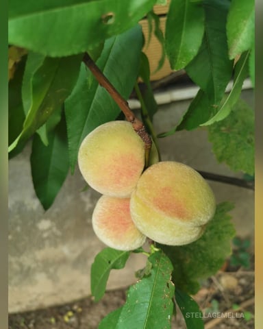 StellaGemella foto